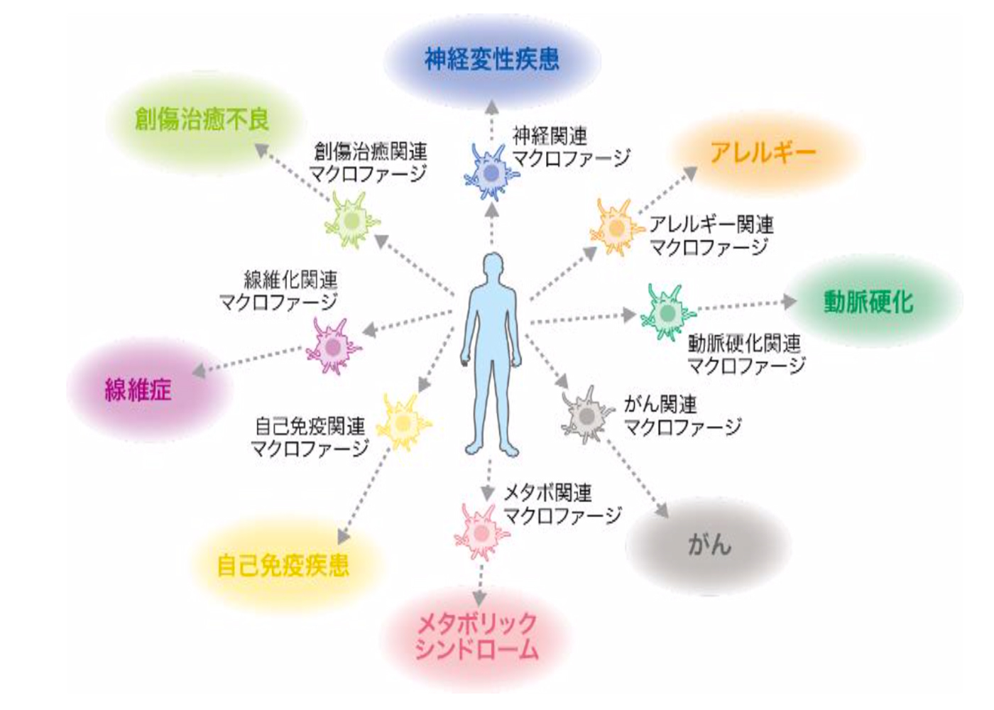 マクロファージ説明の図